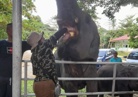 Gajah Konservasi Tahura SSH Minas Gajah Konservasi Tahura SSH Minas