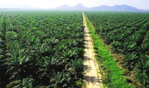 Kebun-Sawit-kuansing