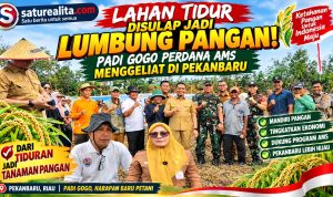Foto saturealita.com Giat penanaman padi