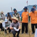 Penamaan jagung Pipil oleh walikota Pekanbaru Agung Nugroho