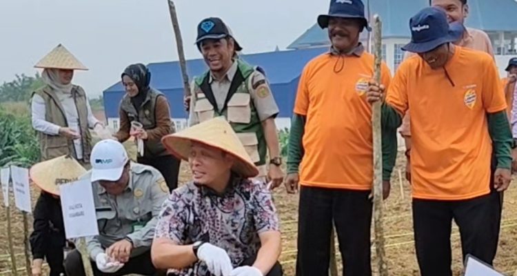 Penamaan jagung Pipil oleh walikota Pekanbaru Agung Nugroho