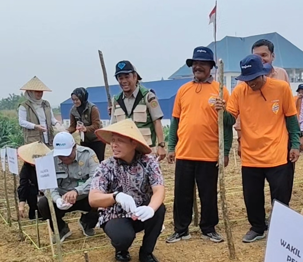 Penamaan jagung Pipil oleh walikota Pekanbaru Agung Nugroho